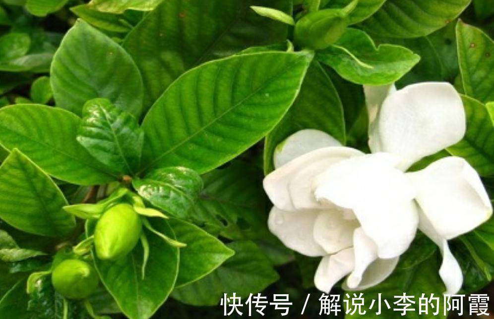 养栀子花缺了这三样,黄叶掉花苞,及时改善,叶绿根壮花满枝头