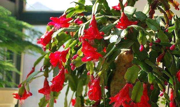 蟹爪兰花谢后，做好这几步，叶片变肥厚，二次开花So Easy