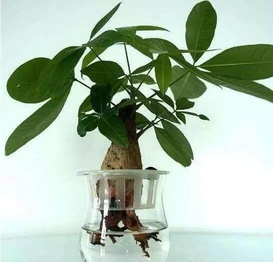 谁说发财树不好养容易烂根学会这招,叶片绿汪汪还蹭蹭长