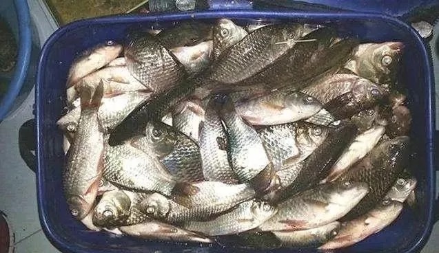 冬季如果想垂钓大鲫鱼,一定不要错过这些黄金钓位,下竿就有口!