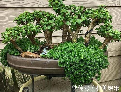 老桩|养了2年的玉树,轻松长成传家宝,掌握这个技巧,你也可以!