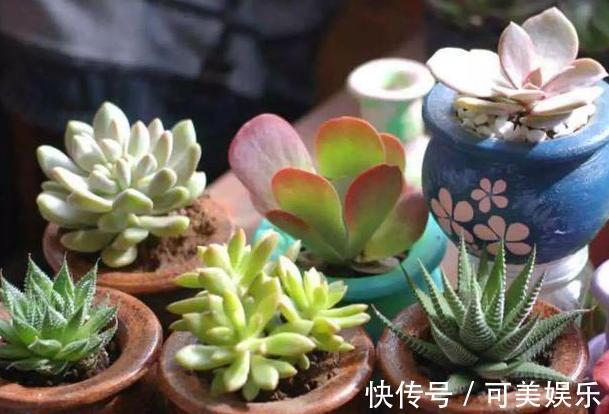 什么状态的多肉需要趁早换盆碰上4种情况,早动手早受益