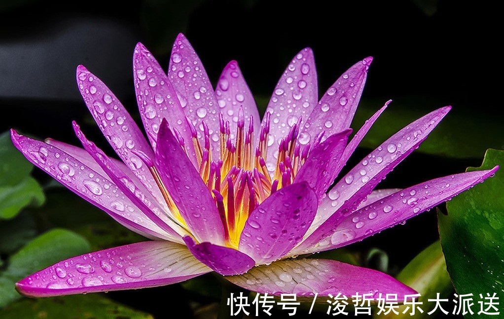 此花是神圣之花，在古希腊被当做供奉给神女的花，有着无限的魅力