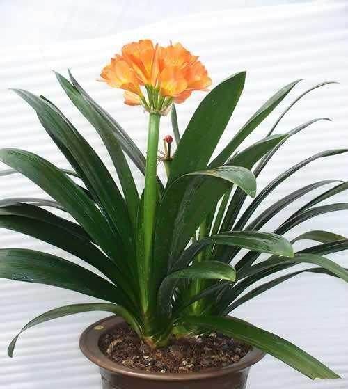 花都|花都是被浇死的,这里是常见花卉的浇水技巧,爱养花的接好了