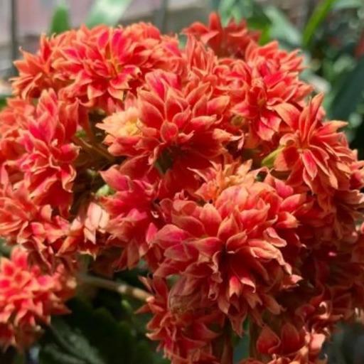 48个长寿花品种,一个比一个漂亮,文末附长寿花的养护简介