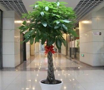 清新|客厅养花,不用多,6盆就能旺一年,空气小清新,常年绿油油