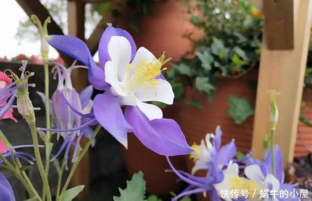 被名字耽误的“三种花”，颜值高又皮实，放角落也能自己长