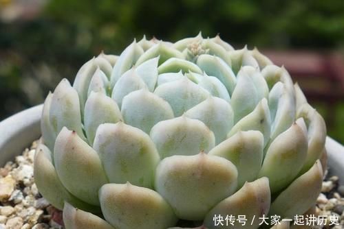 漂亮|漂亮的多肉需要控养，方法不对就是在害多肉，这些常识最好早知道