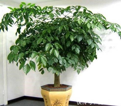 富贵人家养花,专养这5-6种“寓意好”的“树”,您有在养吗!