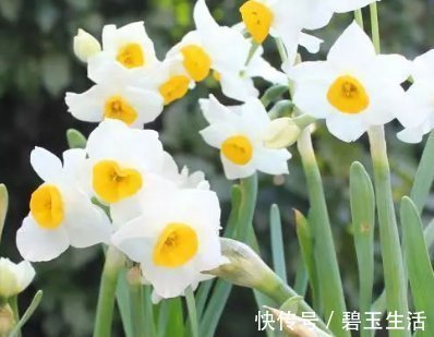 三种水号称养花神器,比花肥效果好用100倍,养啥都能轻松长不停
