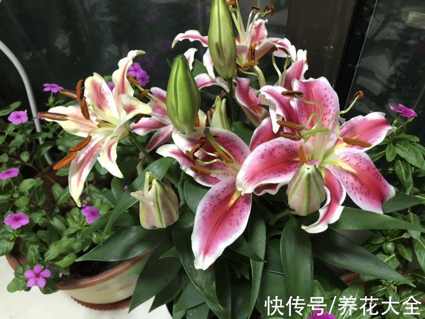 铃兰|今日12星座好运花，“运势”和花更配哦，你的幸运花是哪种？