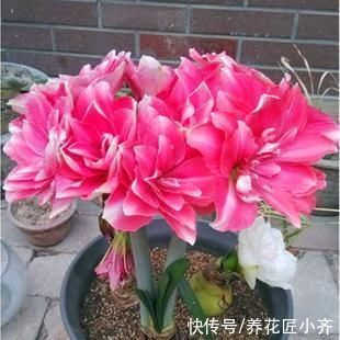 会长|朱顶红栽种有2种方法,一种让球长大开花多,一种可以长一圈小球