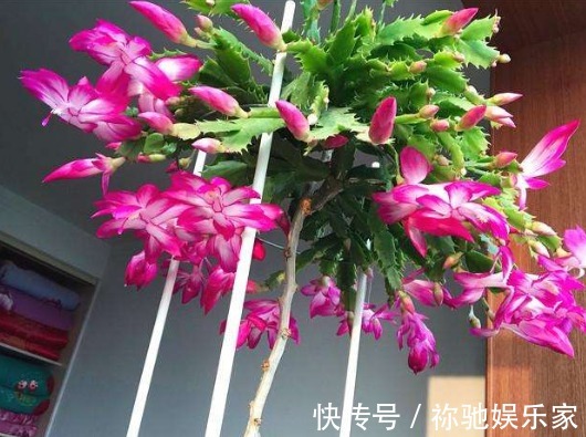 秋季蟹爪兰怎样催花教你“4法”,给它“剪个发”,四季都开花