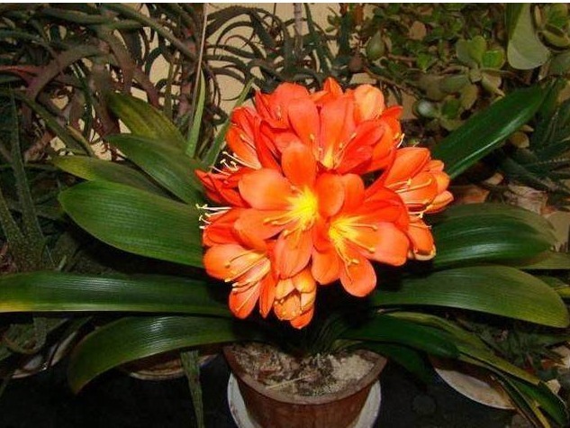 花盆里埋3样东西，君子兰长不停，年年开花几十朵，猛爆盆！