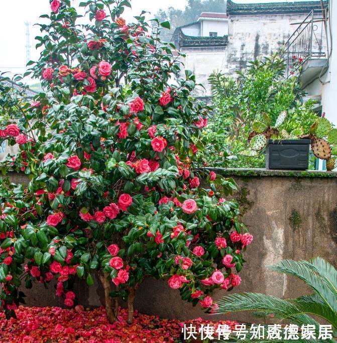 10大“吉祥花”适合养客厅,格调高,株型美,旺财又护家