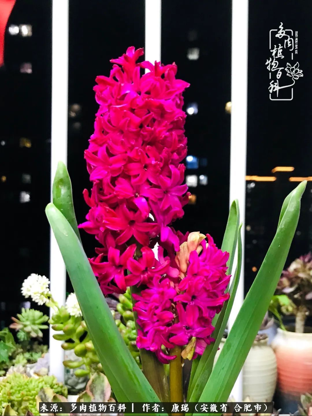 养肉之路,道阻且长,累的是身体,净的是心灵!