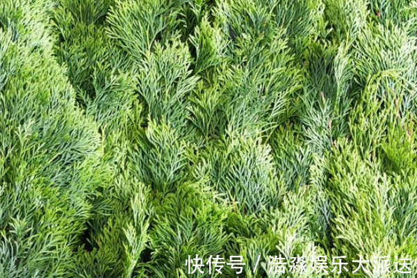 树叶|白发最好的解决办法,不用去染,一片树叶煮水洗头,简单又健康