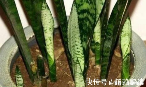 营养物质|厨房这些东西用来养虎皮兰,很快长出侧芽一盆变几盆,省钱又方便