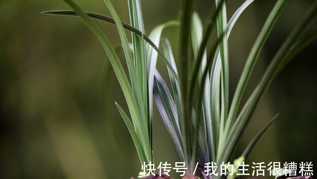 兰花能用透明塑料盆养吗？这样使用效果更好，新手兰友须知