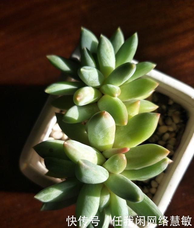 养了三年，多肉终于给点颜色瞧瞧了