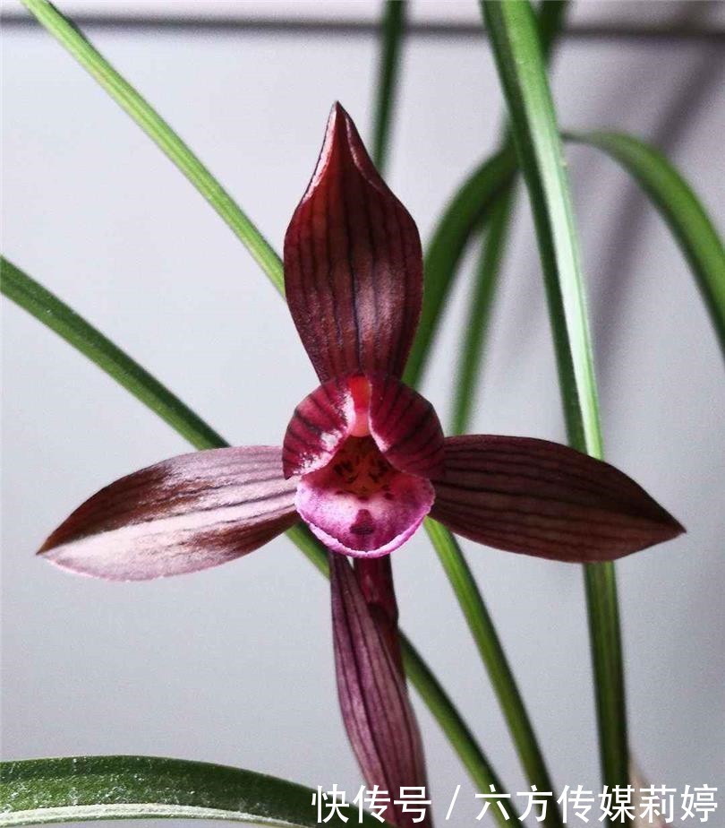 鲜艳|春兰顶级红素“醉红素”,花色鲜艳,香味扑鼻,集众多优点于一身