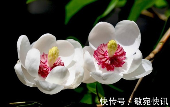 喜欢菊花,不如养盆深山含笑,洁白无瑕,似巾帼般不让须眉