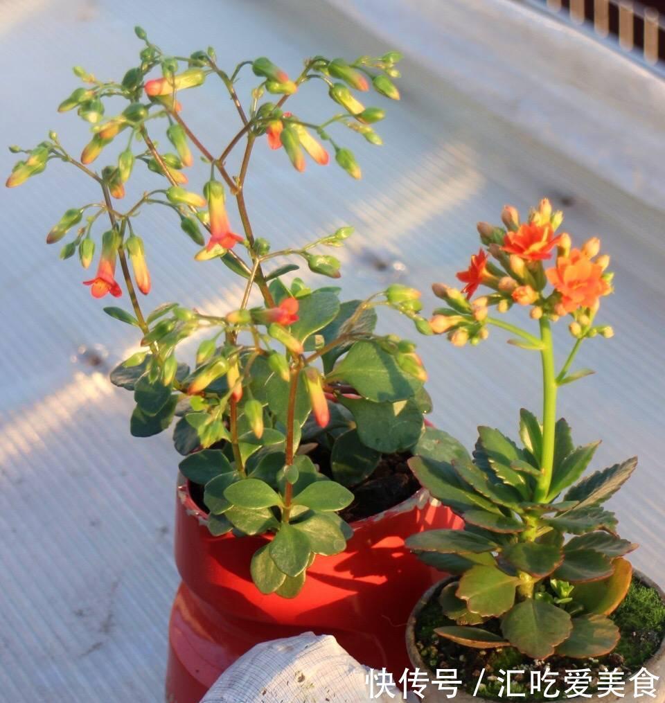 适合新手养的2种盆栽，挺拔秀丽花色美，容易养活很优良