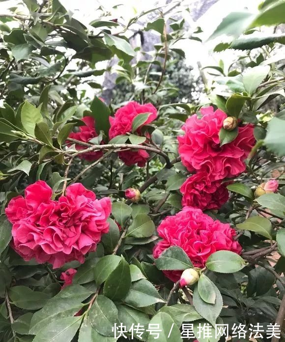 冬天3种花怕热,一热就落花落蕾,放在凉爽的地方最好!