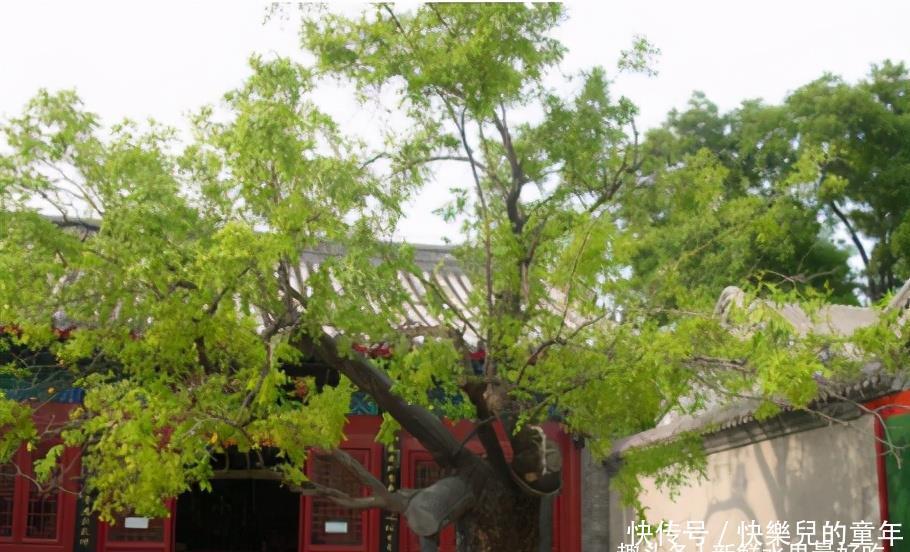 槐树|俗话说“穷看碗、富看穿,槐树不栽庭院间”,老祖宗经验之谈