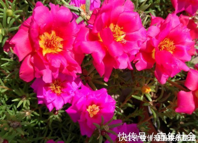 冬青树|养花就养这几款，全年开花不停，养成一片花海新手也能养活