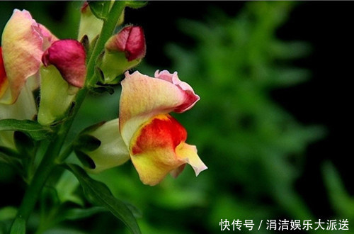 此花如灵动的金鱼一般,栩栩如生鲜艳夺目,是吉祥之花