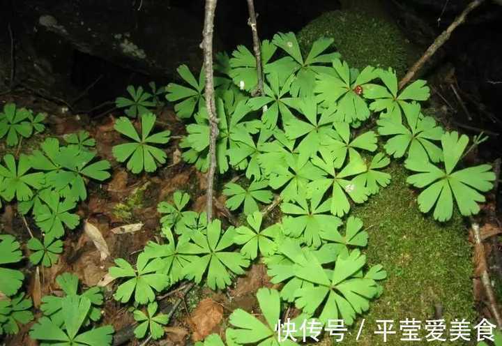 生存|秦岭发现奇特植物，只有一叶一花，很娇弱却从恐龙时代生存到现在