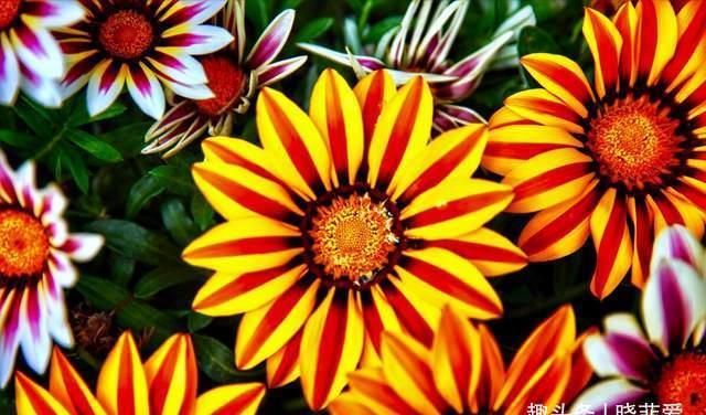 芙蓉葵|3种花耐寒又耐热，南北都能种，开花色彩艳丽，高雅大气