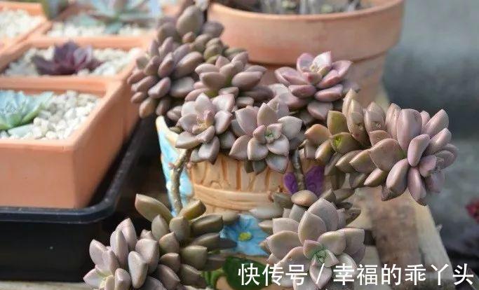 4种新手也能养成老桩的多肉,个头虽小造型绝美,第4种老桩最出彩