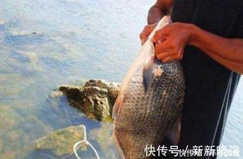 老巢|能直捣鳊鱼老巢的钓法搭配,开始咬了就不止一两条鱼!