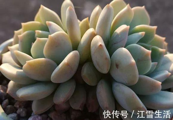 阳台党|5种多肉难出状态，就要狠狠虐，不然干脆送人！