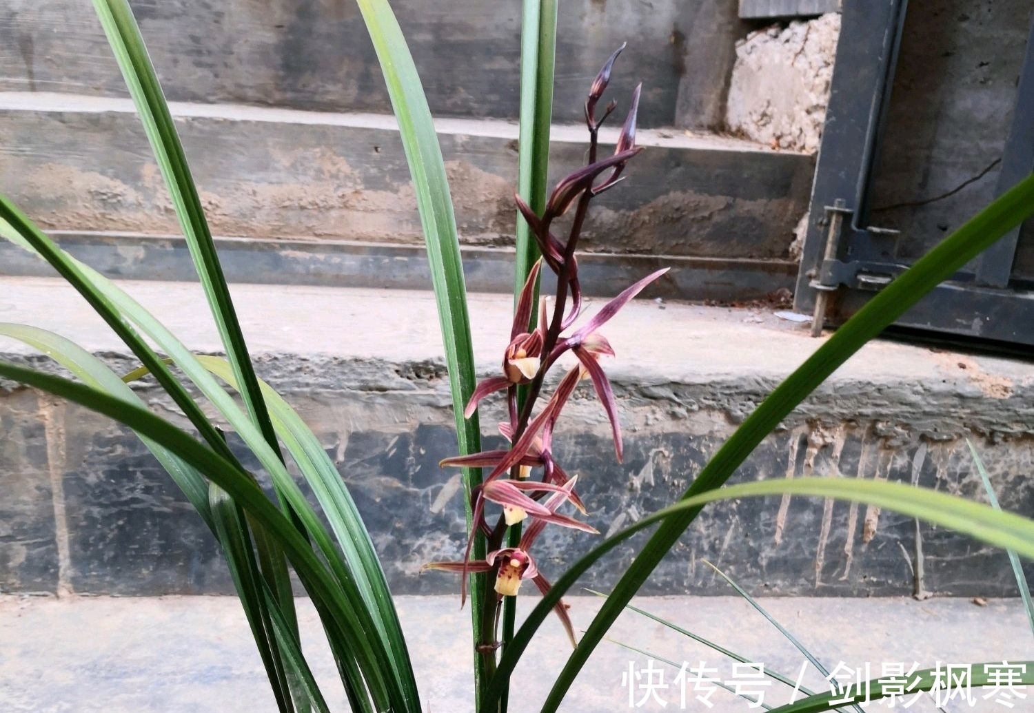 山上收集的腐烂松树皮可以用来养兰花吗?怎么使用兰花长势好