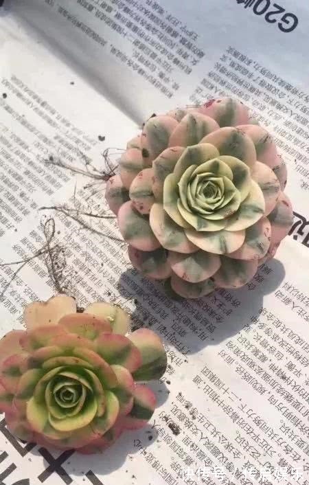 科普“山地玫瑰锦”万中无一,仙气缭绕!附养护知识!