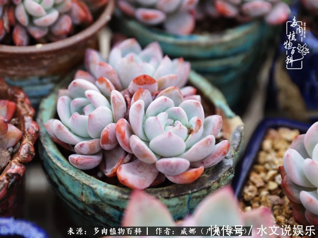 日子|笼子里露养的多肉,越养越美!有多肉的日子伴着小确幸!