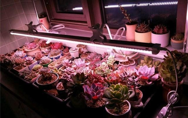 太阳|冬季正确使用植物补光灯,才是多肉植物的人工“小太阳”