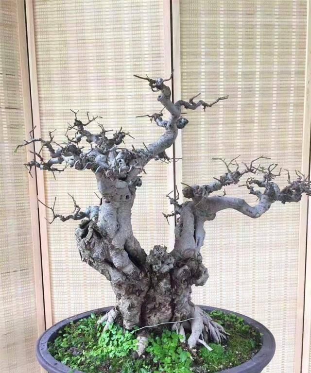 三角梅|拆迁工地捡的“灰木根”,泥盆里养30天,一冒绿芽,就知捡到宝了