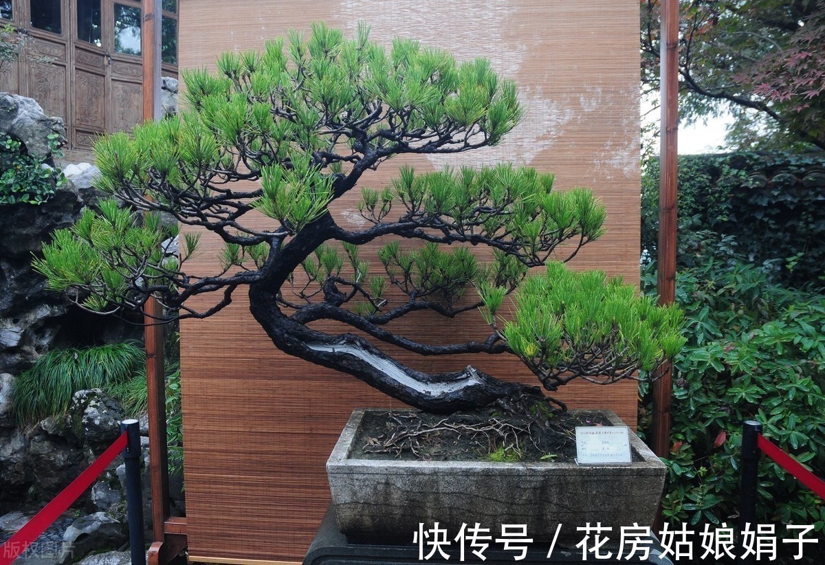失误|养殖盆景花卉注意6点,简单的1点失误,就是你养不好它的原因