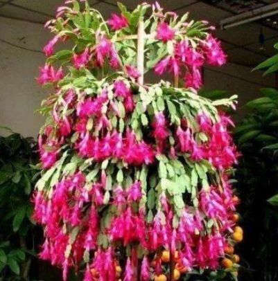 想要家里花不断，就养“2种花”，冷天也能开满头，漂亮又好养！