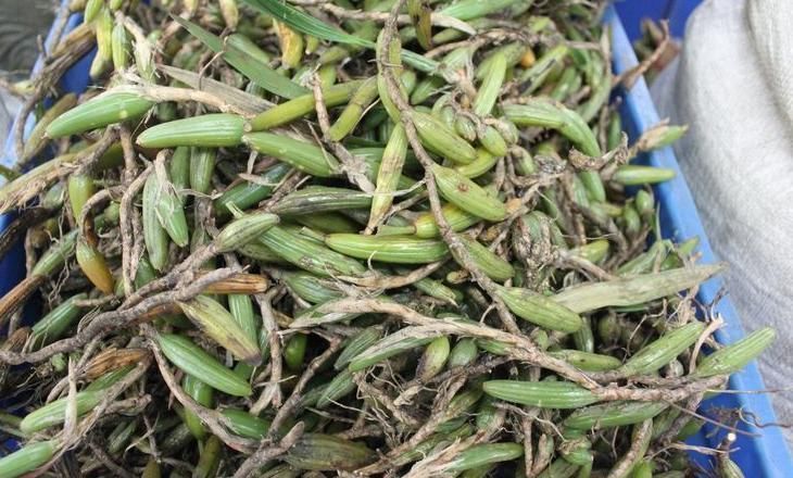 咳嗽|立秋后,肺热咳嗽不止,常用此草煮水,养阴润肺,咳嗽不咳