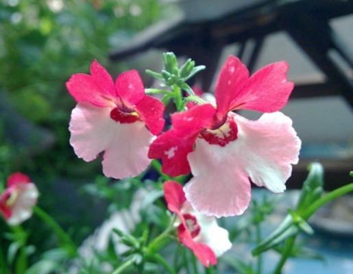 它，开似“五彩祥云”，比太阳花好看，播种10天就发芽，一开90天