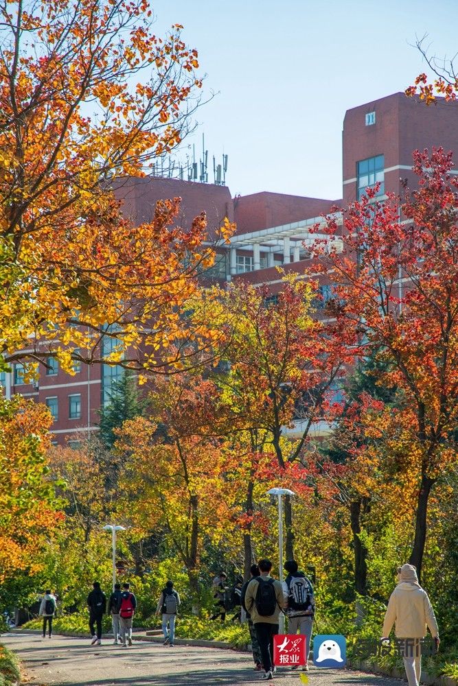 美景|满目金黄 实拍山东科技大学醉人美景