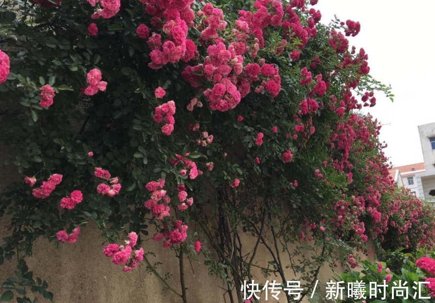 天热养花不能错过的3种向阳植物,每一个都是沾土即活