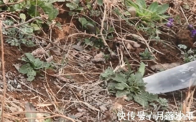 猪耳草|这种野草其貌不扬,农民看到就随手拔掉,殊不知它还是名贵中药材