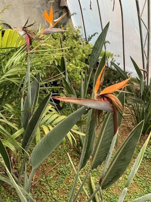 养花|居家养花,最适合客厅养的“6种绿植”,摆在客厅更上档次