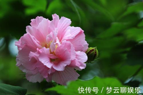 宛若少女的芙蓉花,红楼梦的晴雯便是此花的花神!适合庭院种植